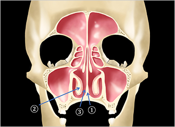 【図3】正常な鼻腔の模式図