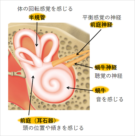 【図1】内耳の機能