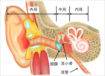 【図1】耳の構造について