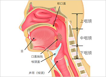 【図1】咽頭と喉頭の側面図