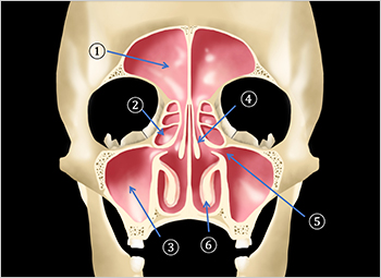 【図1】副鼻腔（正面から見たイラスト）