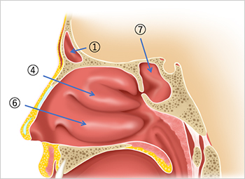【図2】副鼻腔（横から見たイラスト）