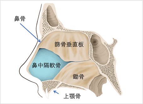 【図1】鼻中隔の構造